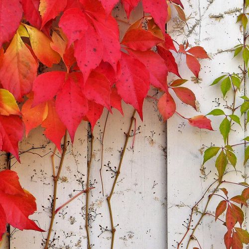 PARTHENOCISSUS